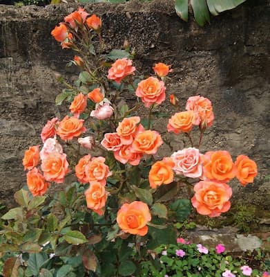 Hoa Tỉ Muội Lớp 2: Đặc điểm, hình ảnh và cách chăm sóc Gallery 2