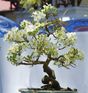 Hoa Tứ Quý Trắng Gallery 2