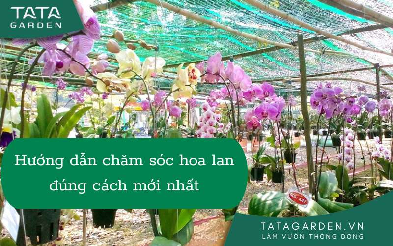 Lan Mang: Thông tin đầy đủ, chi tiết nhất Gallery 2
