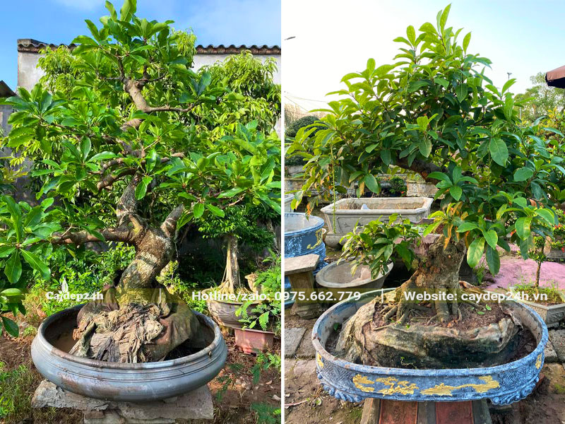 Lộc Vừng Thả Nước: Hướng Dẫn Chi Tiết Từ A-Z Gallery 1