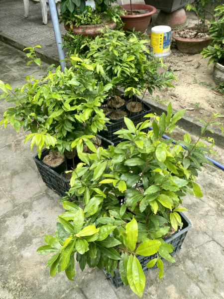 Mai Đọt Xanh Quảng Nam Gallery 2