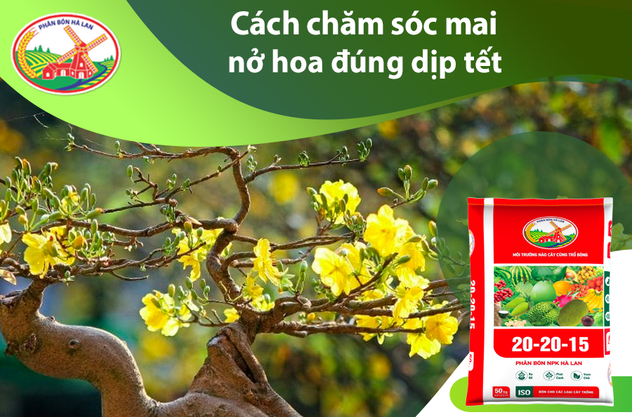 Cách Chăm Sóc Mai Trước Tết Đón Tết Nguyên Đán Sung Túc