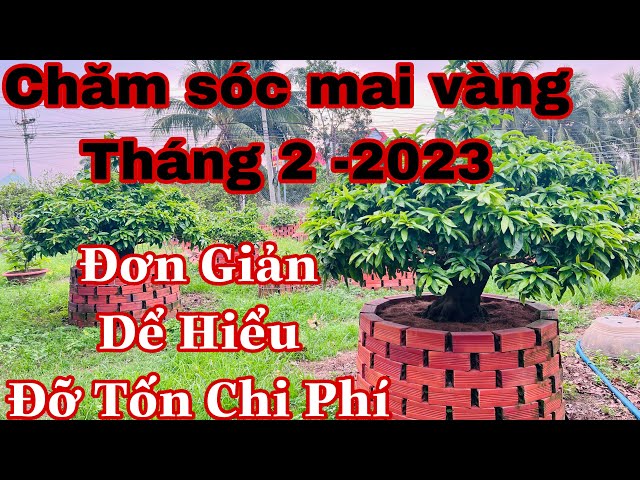 Mai Vàng 2 Thân: Đặc điểm, ý nghĩa và cách chăm sóc Gallery 2