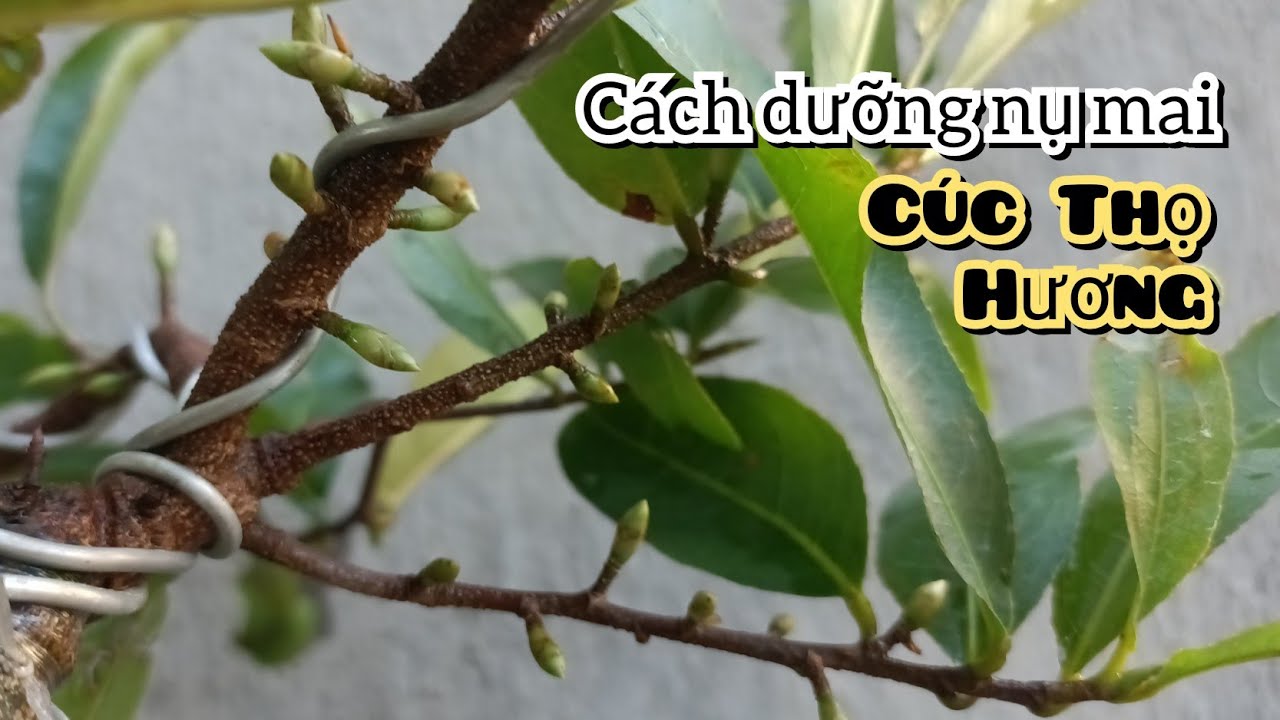 Mai Vàng Cúc Thọ Hương Gallery 2