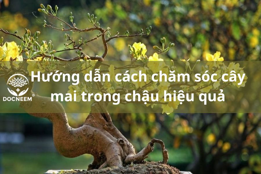 Cách Chăm Sóc Mai Vàng Trong Chậu Gallery 1