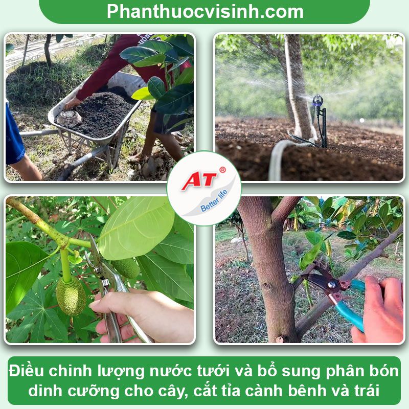 Cách Chăm Sóc Mít Thái Khi Có Quả