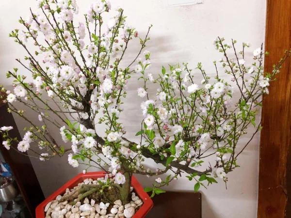 Nhất Chi Mai Đẹp Gallery 2