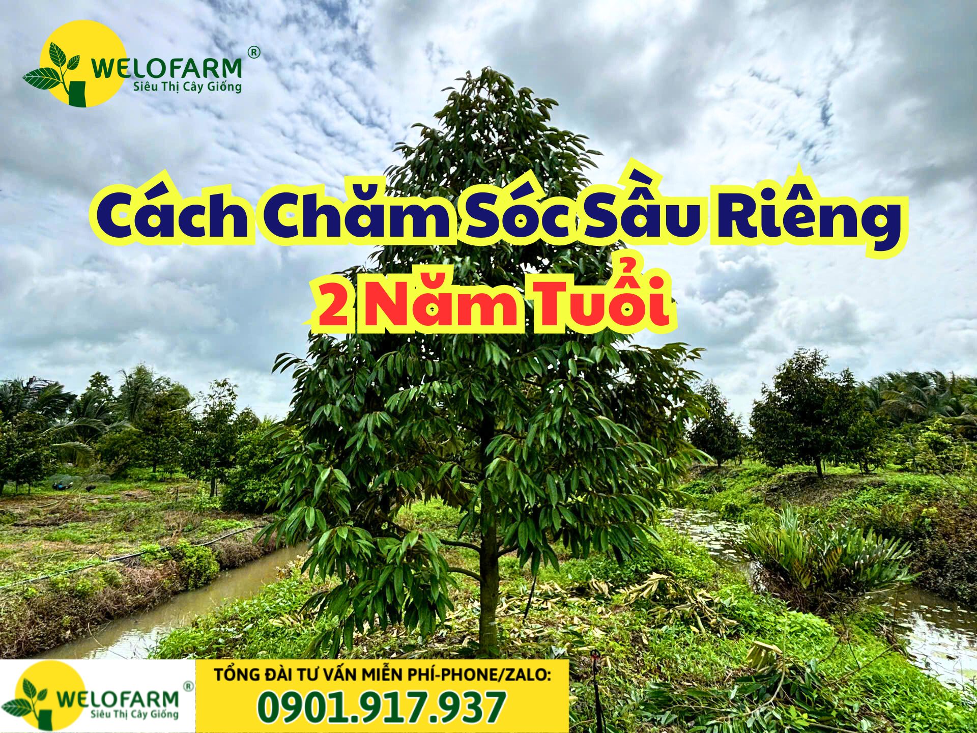 Cách Chăm Sóc Sầu Riêng 2 Năm Tuổi