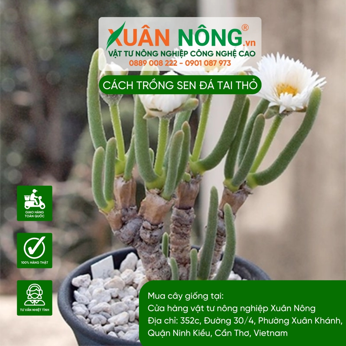 Sen Đá Tai Thỏ: Chăm sóc, nhân giống và những điều thú vị Gallery 2