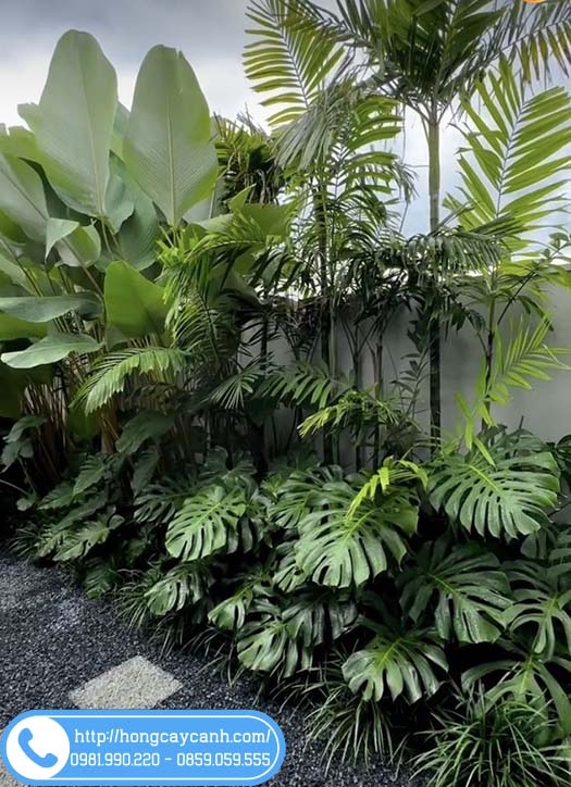 Vườn Cây Nhiệt Đới: Khám Phá Thế Giới Xanh Mướt Gallery 2