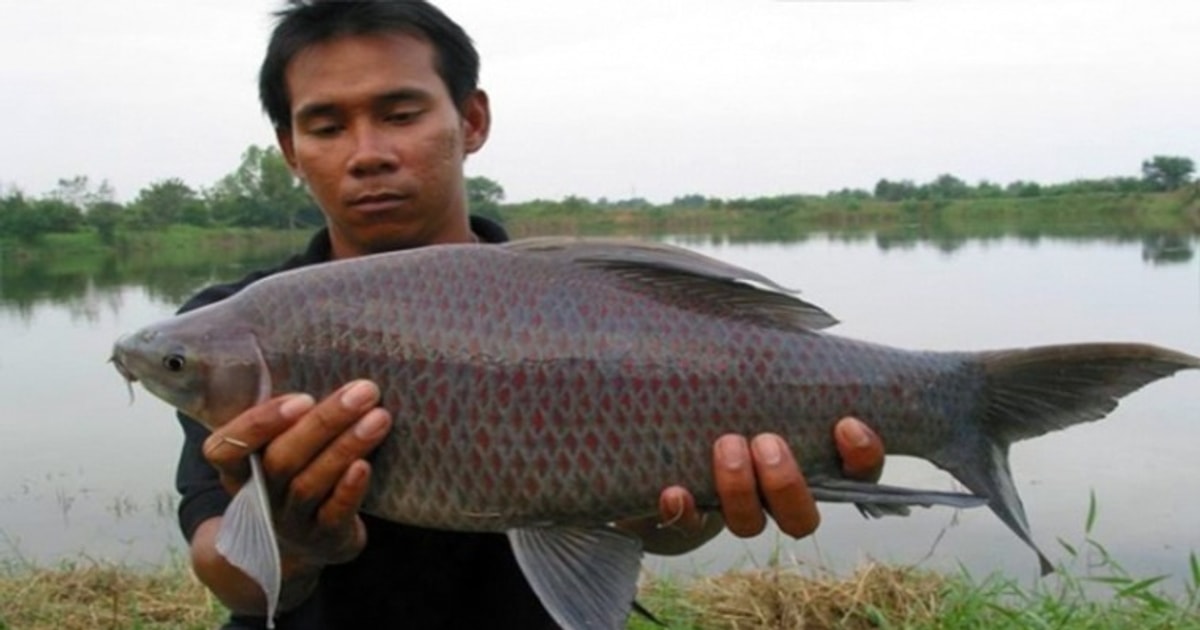 Cá Ét Nước Ngọt: Nguồn dinh dưỡng thơm ngon và giá trị kinh tế Gallery 2