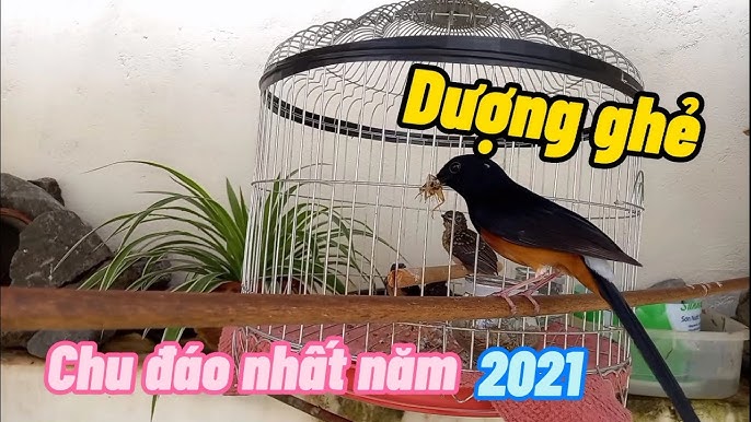 Cách Vào Cám Cho Chòe Lửa Gallery 2
