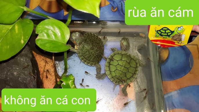 Cách Cho Rùa Con Ăn