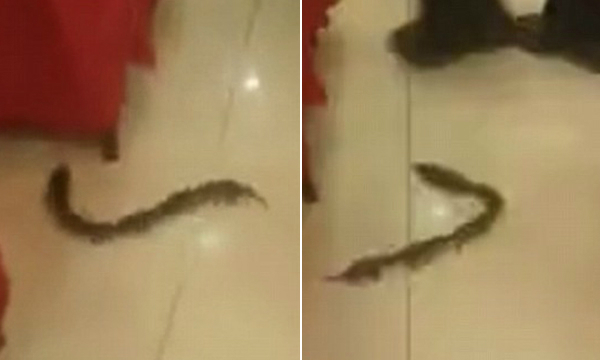 Chuột Nối Đuôi Nhau là gì? Gallery 1