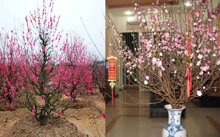 Bông Đào Chúc Tết - Ý Nghĩa, Cách Chọn và Chăm Sóc Gallery 2