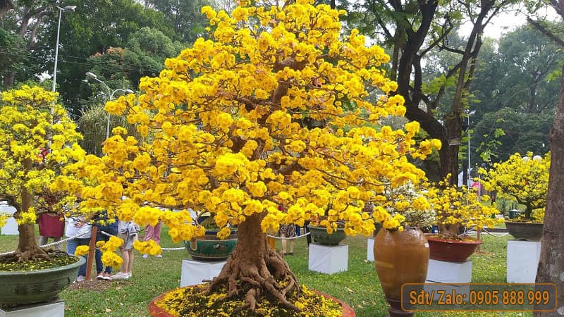 Thế Cây Mai Đẹp Gallery 2