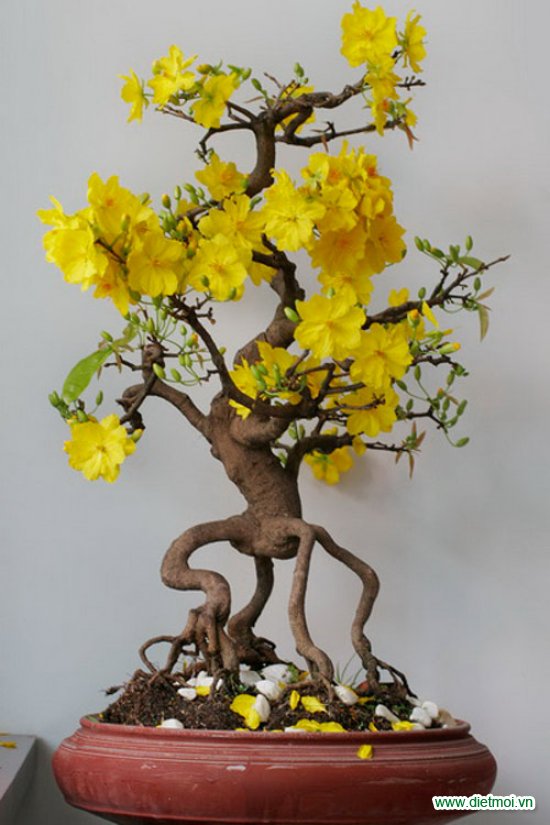 Cây Mai Thế Đẹp Gallery 2