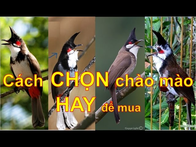 Chào Mào Hót Hay Gallery 2