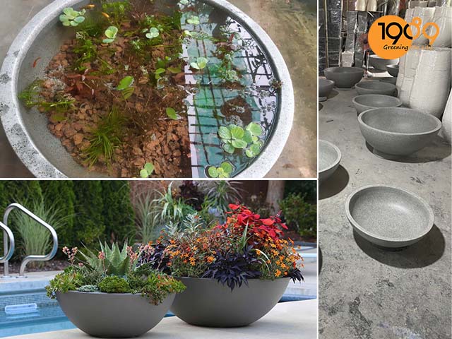 Chậu Cây Nuôi Cá: Giải Pháp Tạo Không Gian Xanh Mát Và Thư Giãn Gallery 2