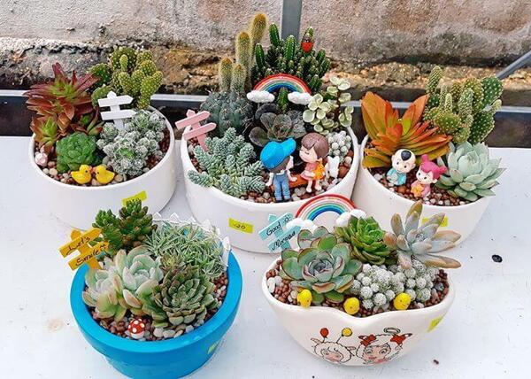 Chậu Trồng Sen Đá Độc Lạ Gallery 2