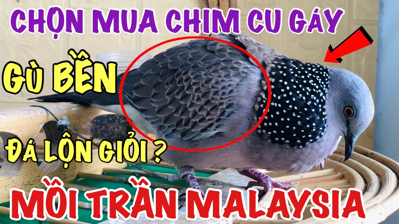 Chim Cu Gáy Mồi: Hướng Dẫn Chi Tiết và Kinh Nghiệm Gallery 1