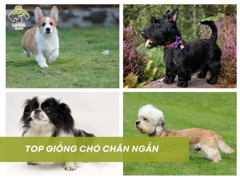Giống Chó Lùn Việt Nam Gallery 2