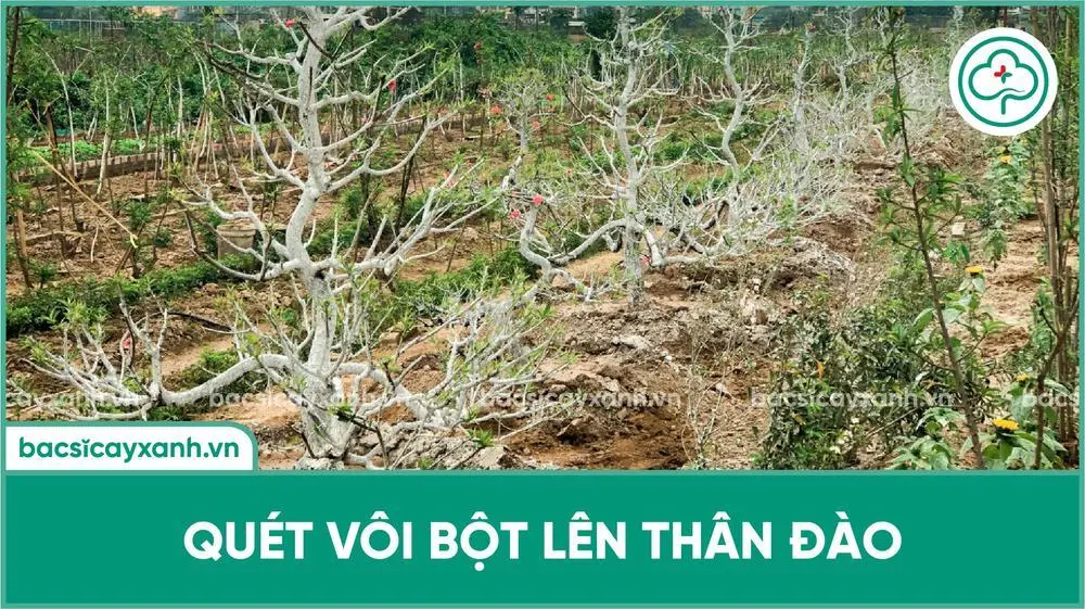 Dao Quét Vôi - Công Cụ Không Thể Thiếu Cho Việc Quét Vôi Vữa Gallery 2