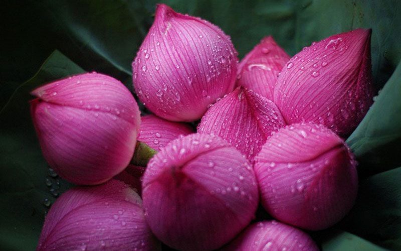 Hoa Sen Dâng Phật: Ý Nghĩa và Nghi Lễ Gallery 2