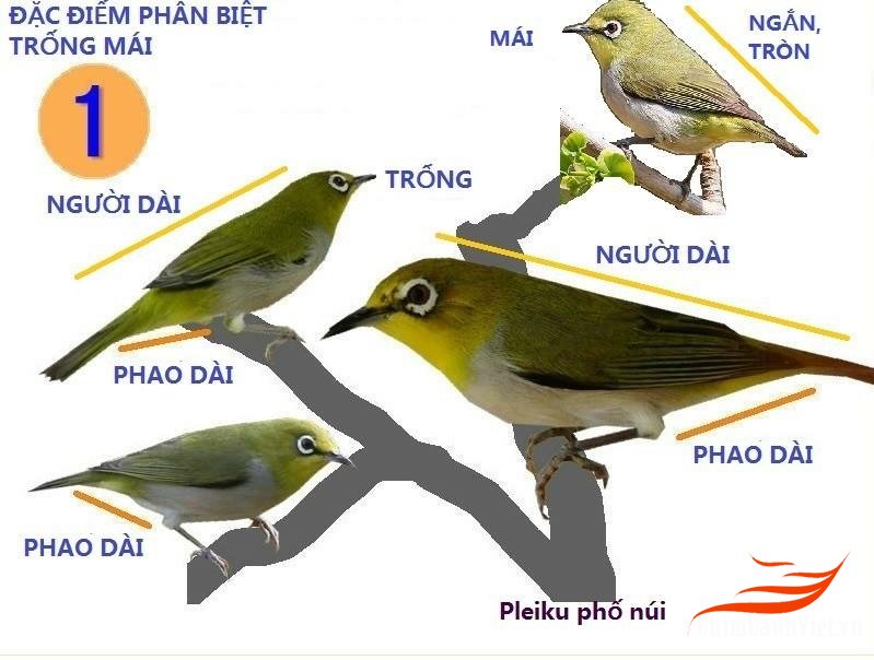 Cách Chọn Khuyên Mũi Tố Chất