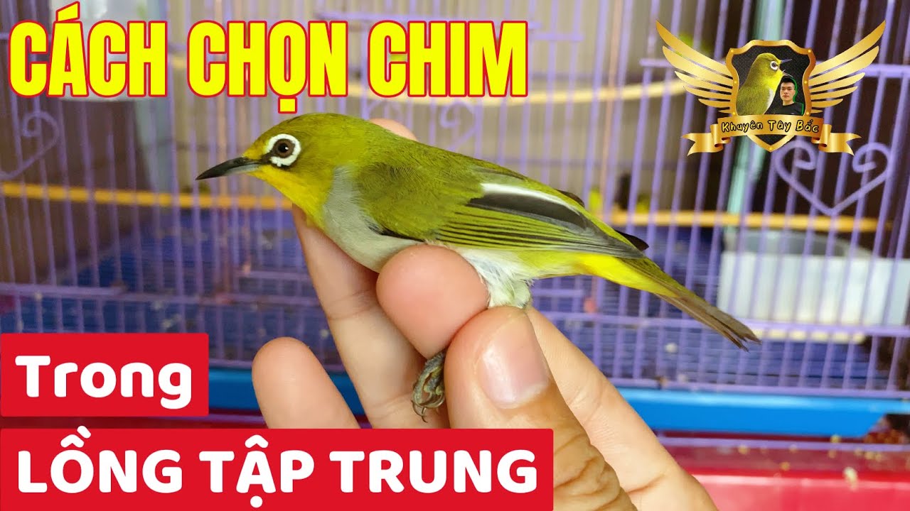 Cách Chọn Khuyên Mũi Tố Chất Gallery 2
