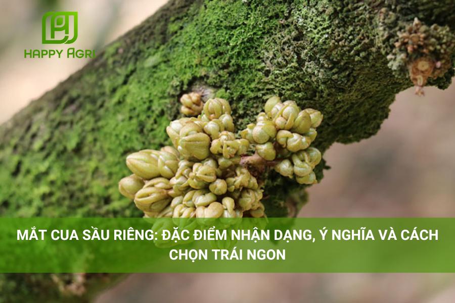 Mắt Cua Sầu Riêng Là Gì? Đặc Điểm, Cách Chọn Và Món Ăn Gallery 2