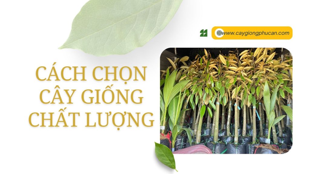 Cây Giống Ăn Trái: Nguồn Cung Cấp Trái Cây Sạch Và Chất Lượng Gallery 2