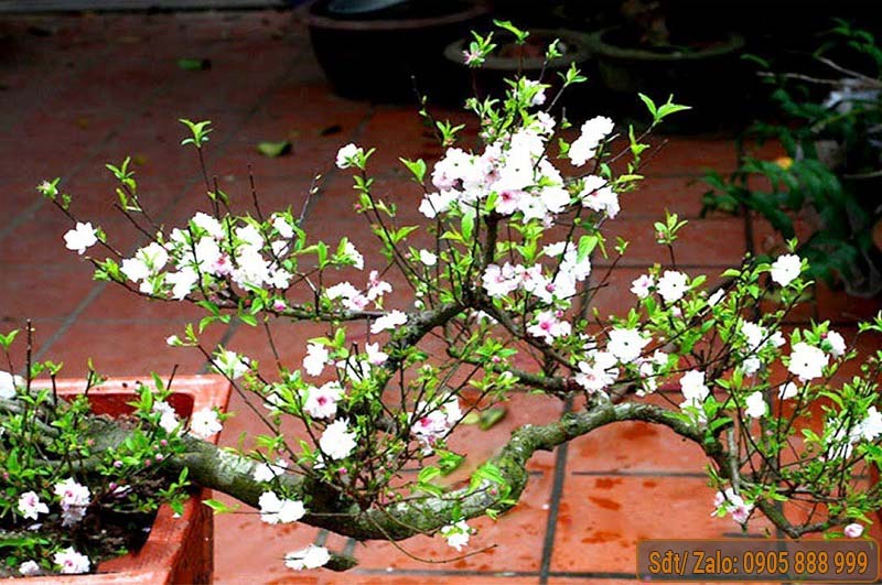 Cây Giống Nhất Chi Mai Gallery 2