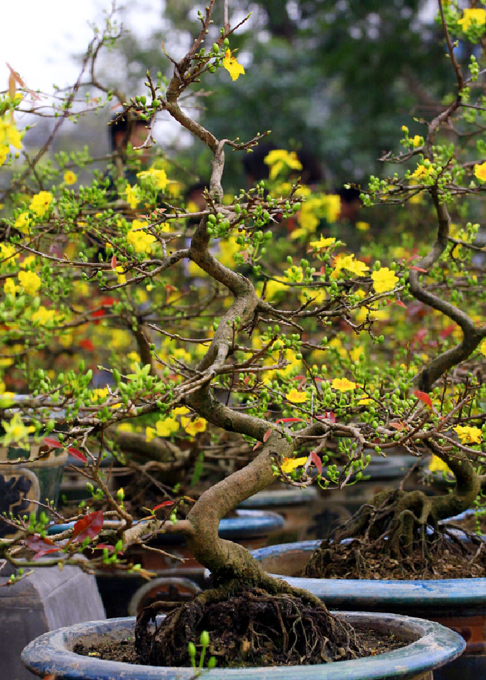 Cây Mai Vàng Đẹp Gallery 2