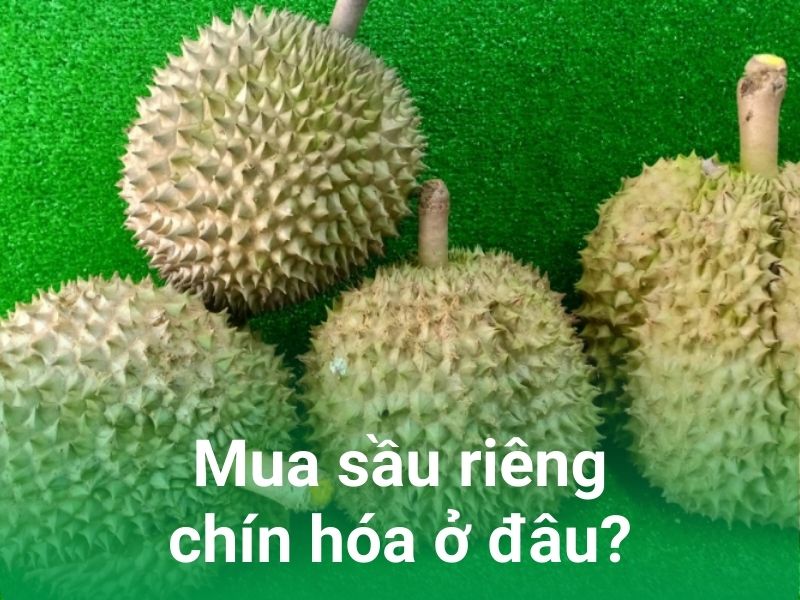 Sầu Riêng 9 Hóa Là Gì? Bí Quyết Chọn Mua Sầu Riêng 9 Hóa Ngọt Ngào Gallery 2