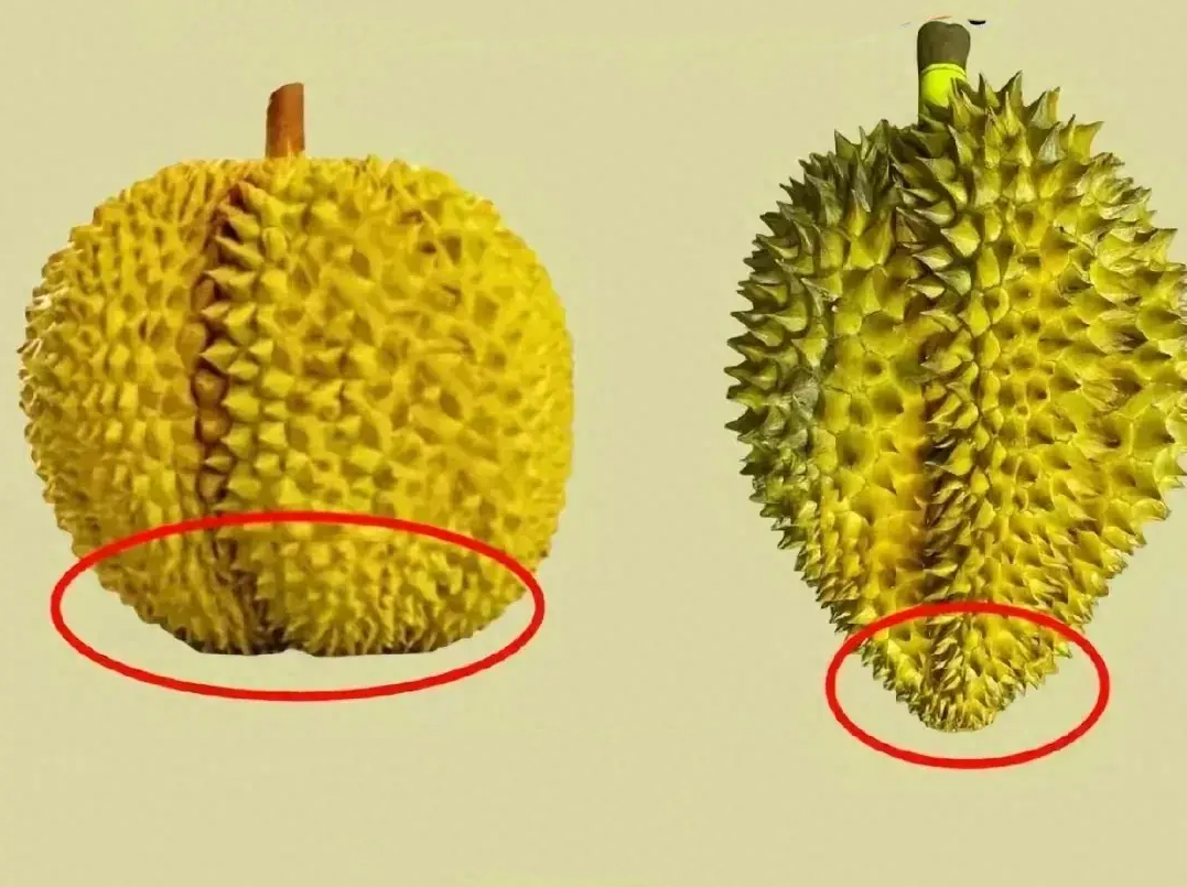 Sầu Riêng Trái Nhỏ Gallery 2