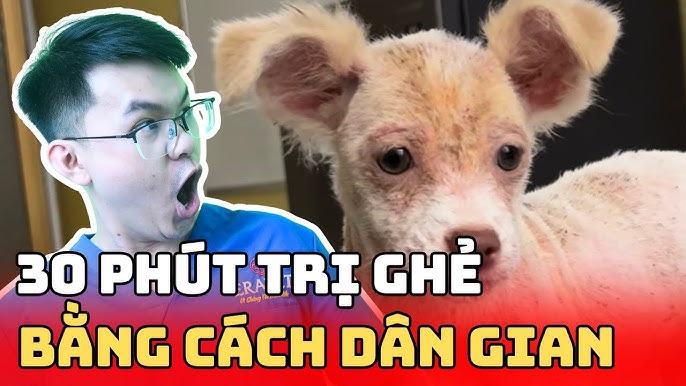 Cách Chữa Ghẻ Cho Chó Dân Gian