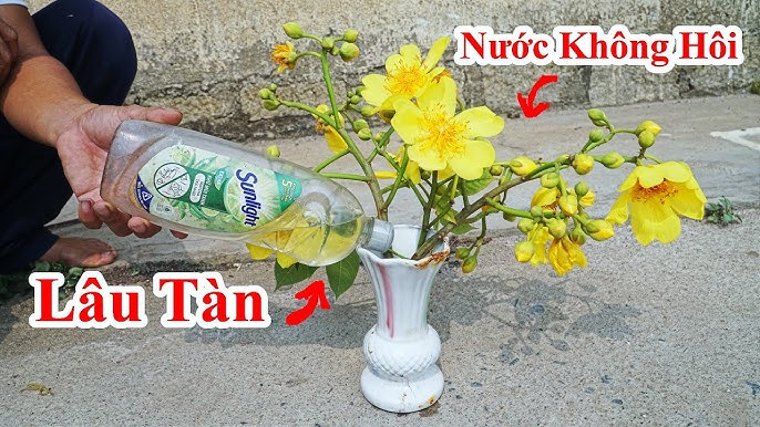 Cách Chưng Bông Lâu Tàn