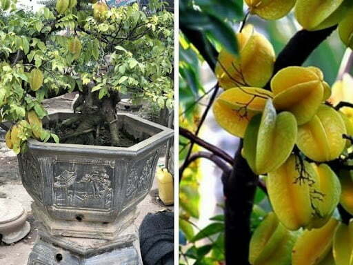 Cách Cứu Cây Khế Sắp Chết