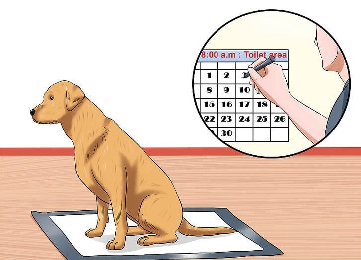 Cách Dạy Chó Con Hiệu Quả Và Dễ Thực Hiện