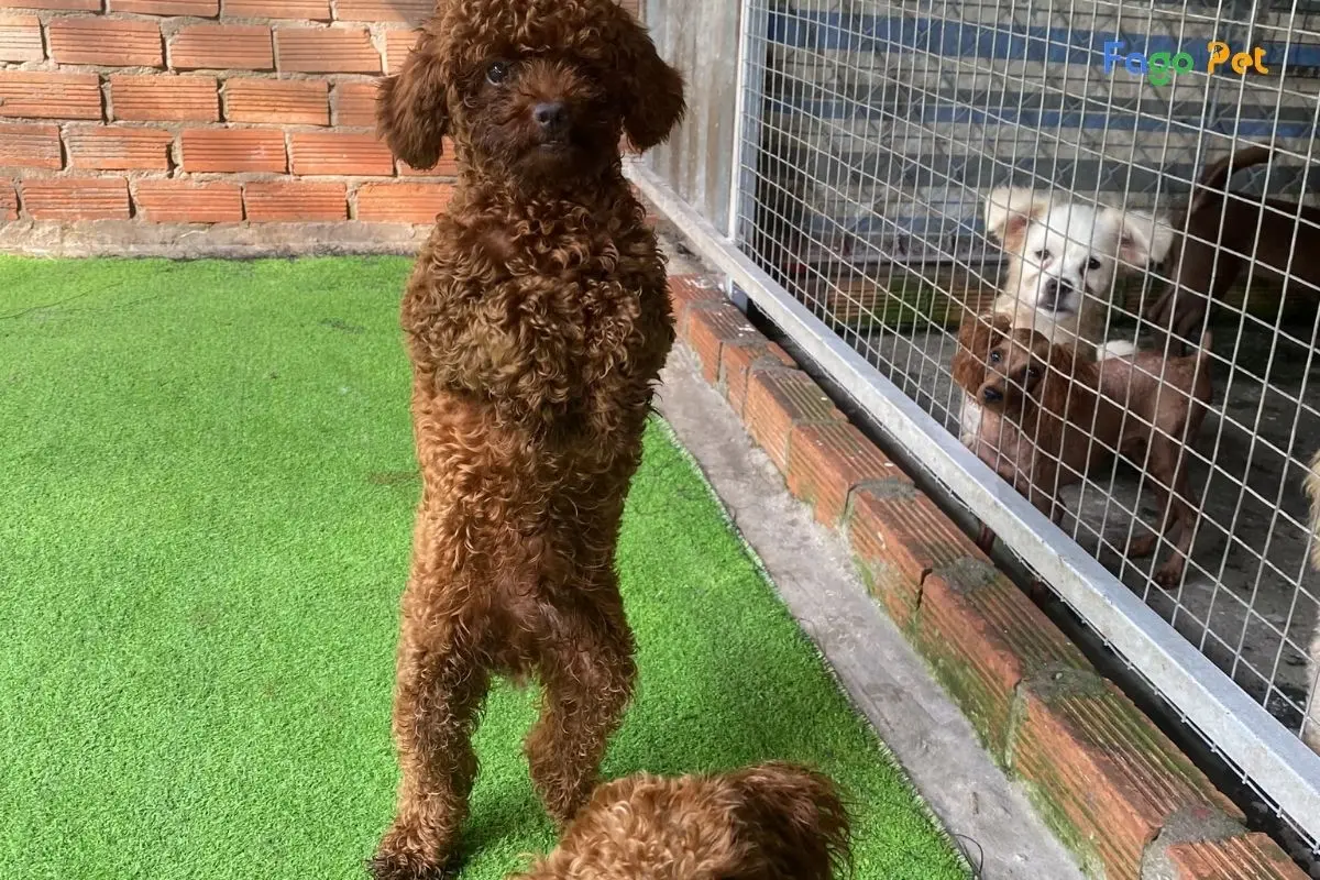 Cách Dạy Chó Poodle Đi Bằng Hai Chân