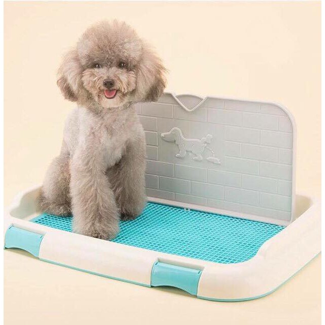 Cách dạy chó Poodle đi vệ sinh hiệu quả