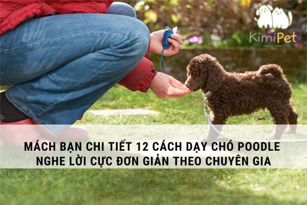 Cách Dạy Chó Poodle Nghe Lời