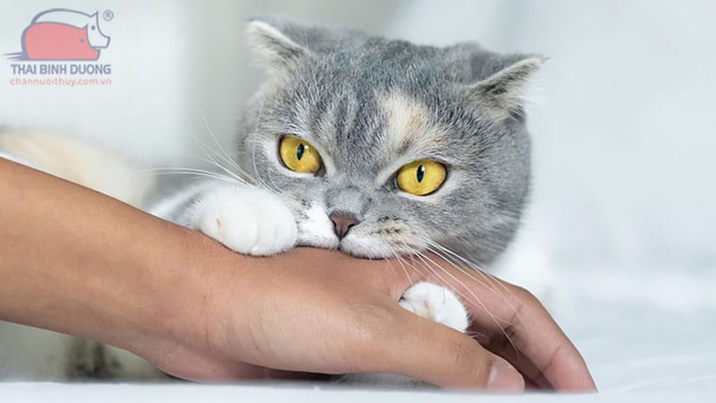Cách Dạy Mèo Không Cắn Tay Chủ