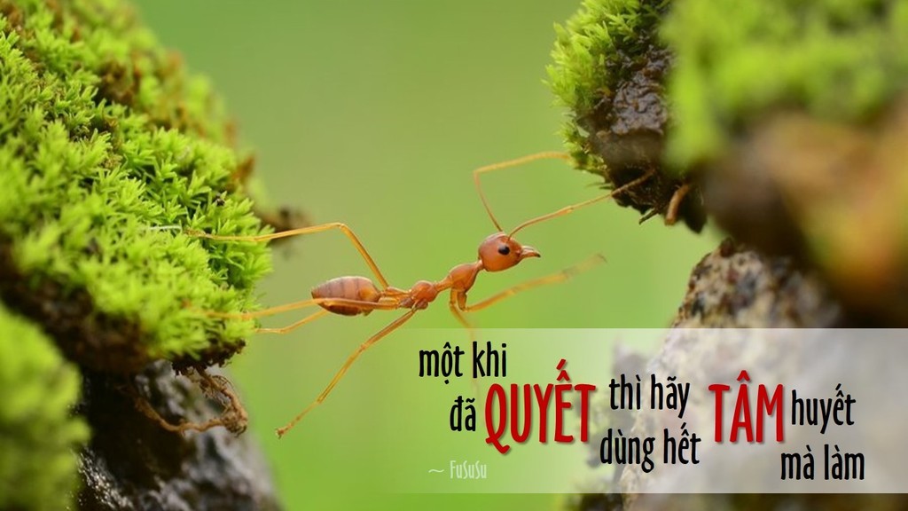 Chiến Thắng Bản Thân Là Gì? Gallery 2