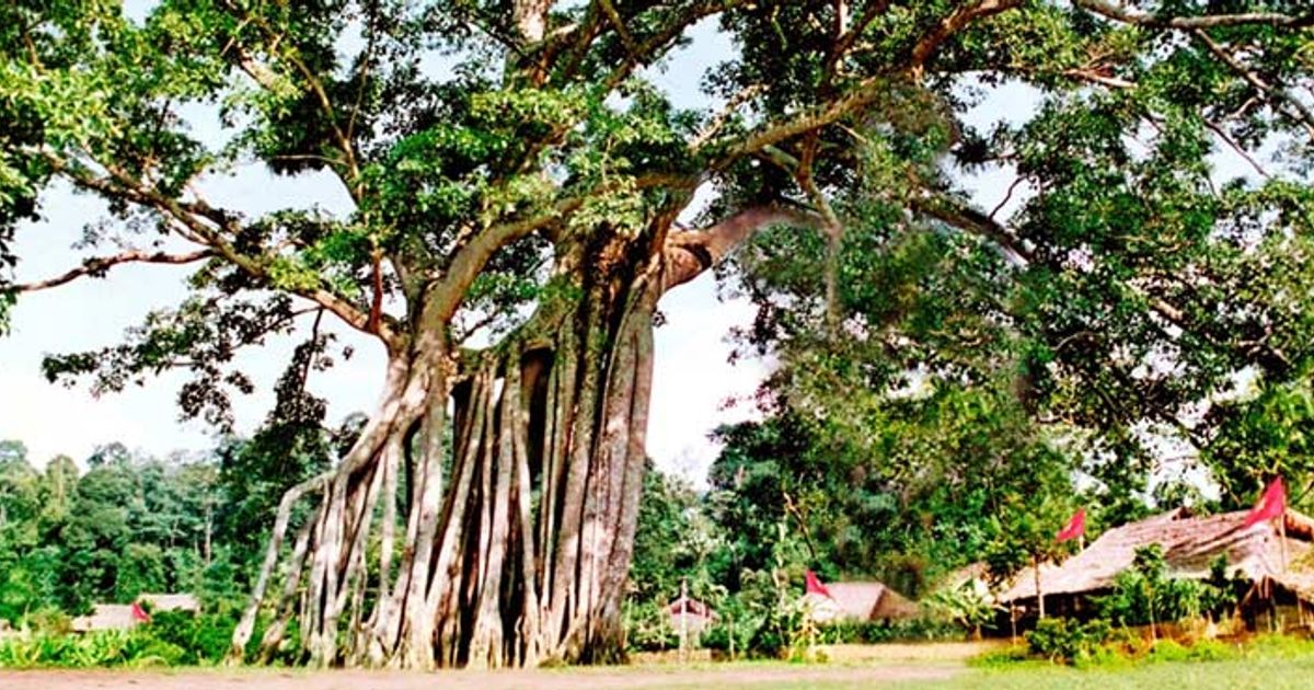 Cây Đa Tân Trào Ở Đâu? Gallery 2