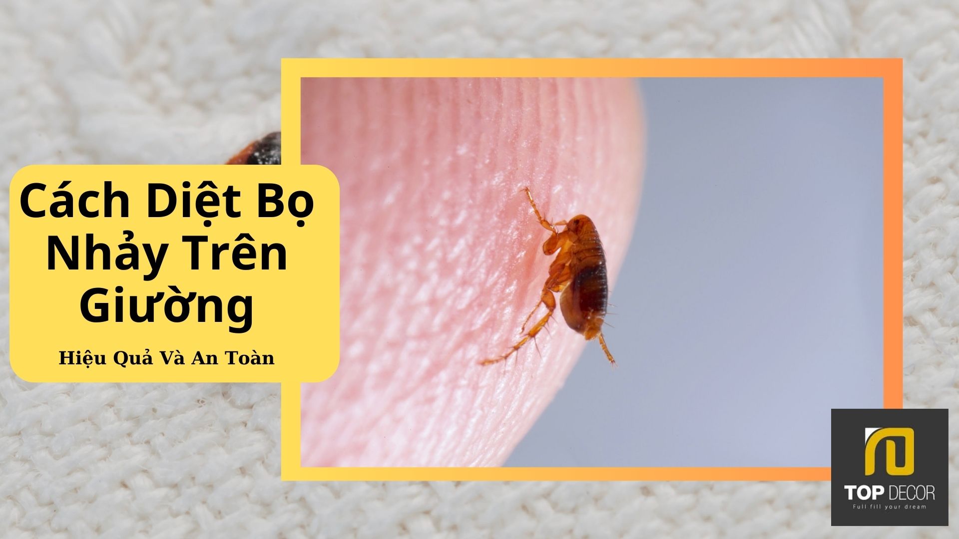 Cách Diệt Bọ Nhảy Hiệu Quả