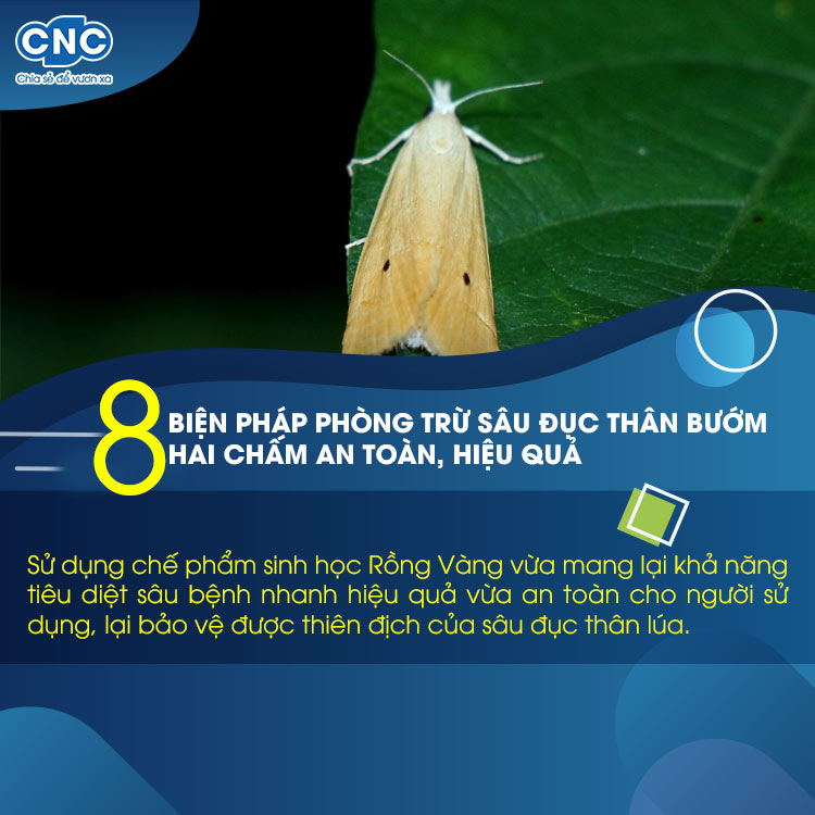 Cách Diệt Bướm Ở Thóc Hiệu Quả Nhất