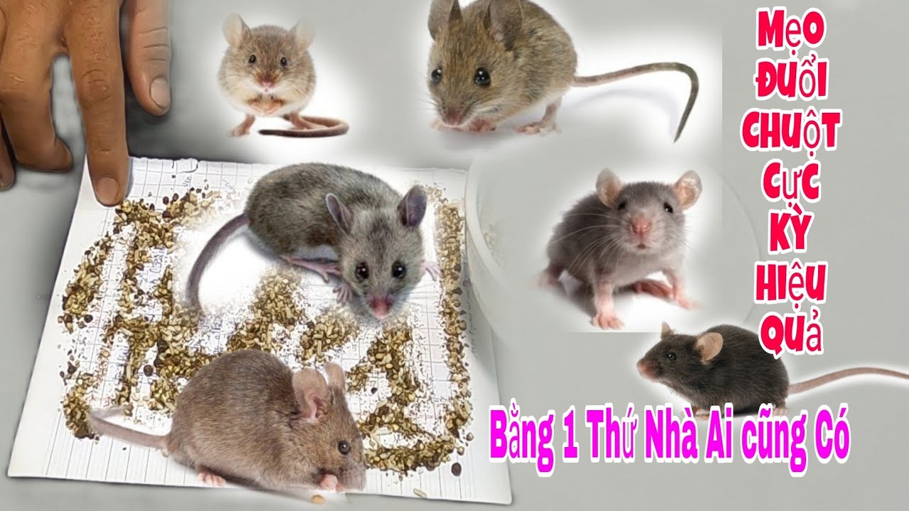 Nhà tôi có 1 con chuột, phải làm sao? Gallery 2