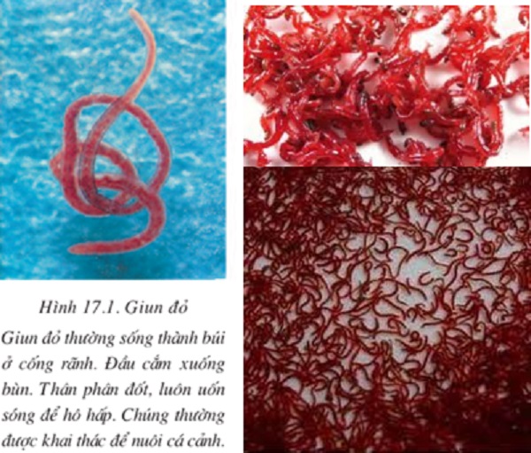 Cách Diệt Giun Đỏ Trong Nước Sinh Hoạt